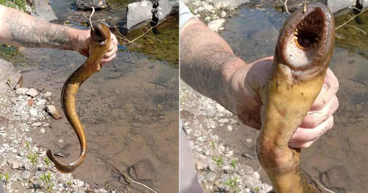 US Fisherman Finds “Alien” Sea Creature With the “Weirdest” Mouth Ever